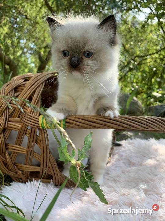 Kotka Ragdoll o umaszczeniu seal mitted Piorunówek