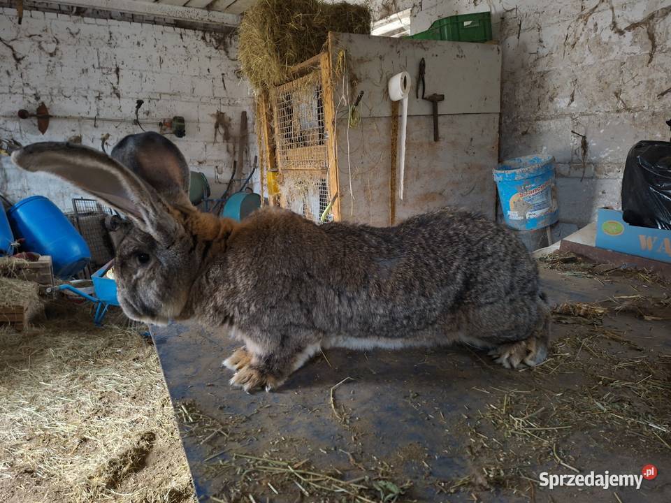 Samiec Belgijski BOS Przysucha sprzedam