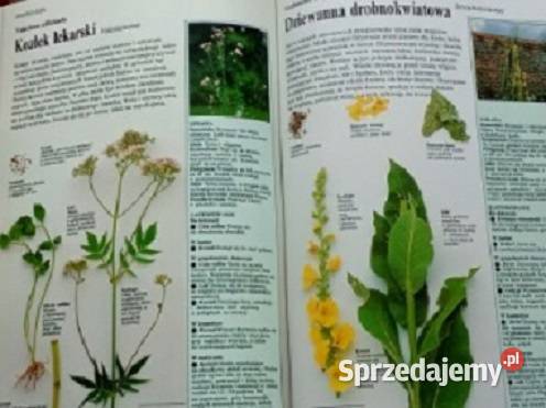 Wielka księga ziół L Bremness zioła zielarstwo Kultura i Rozrywka Łódź sprzedam