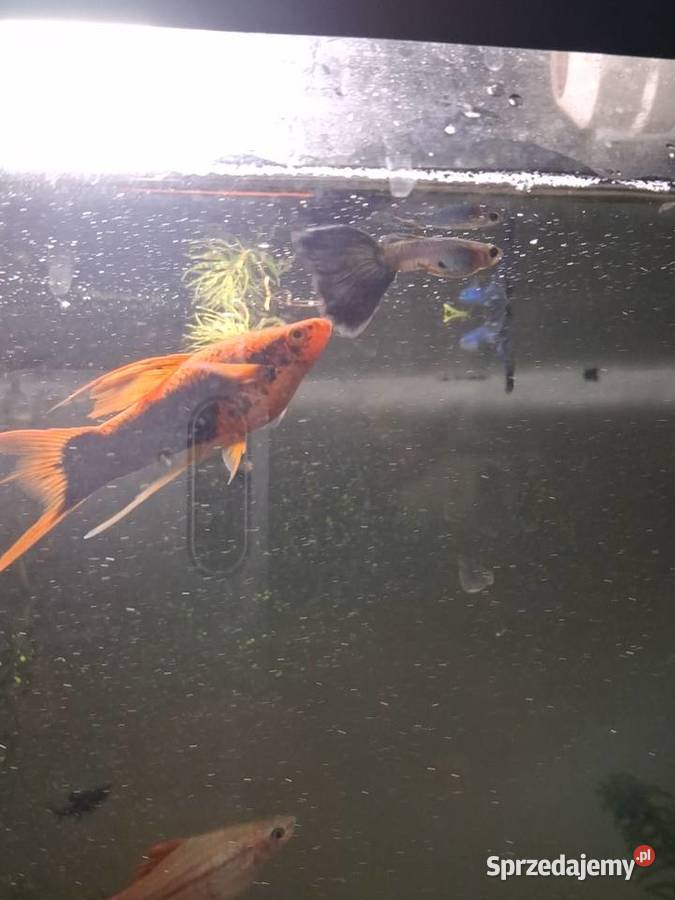 Mieczyki hellera 4sztuki Jarocin