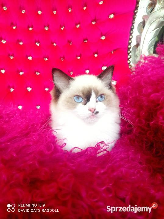 Ragdoll Kotka Seal bicolor FIFE FPL Wschowa