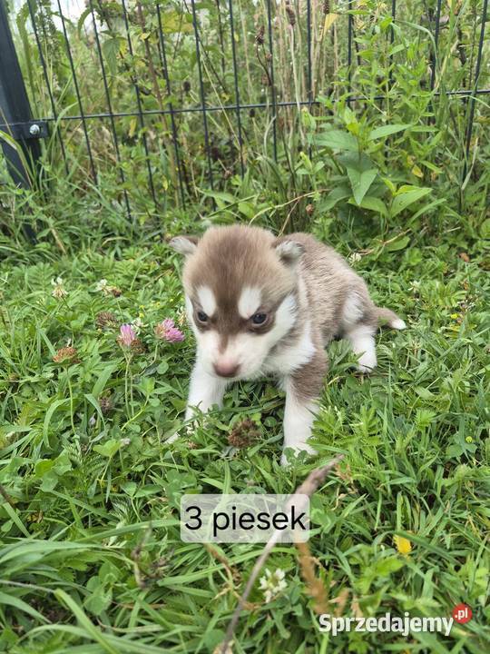 Szczeniaki Syberian Husky Husky świętokrzyskie Samsonów-Piechotne sprzedam