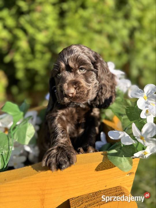 Wyjątkowy czekoladowy piesek Cocker Spaniel mazowieckie