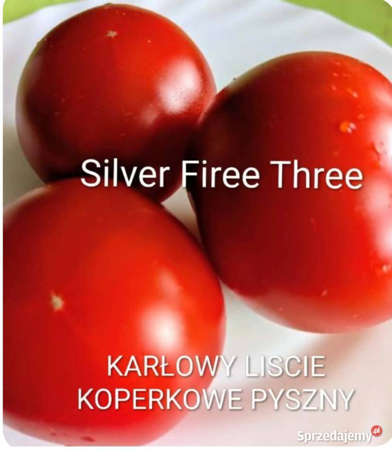 Silver Fire Tree Karłowy Kolekcjonerskie Kraków
