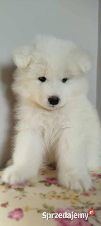 Samoyed szczeniaki Bydgoszcz sprzedam