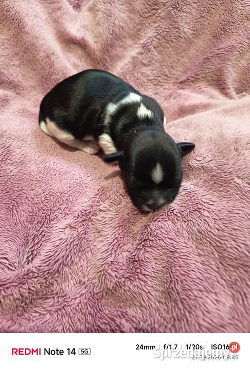 Suczka Shihtzu Gorlice