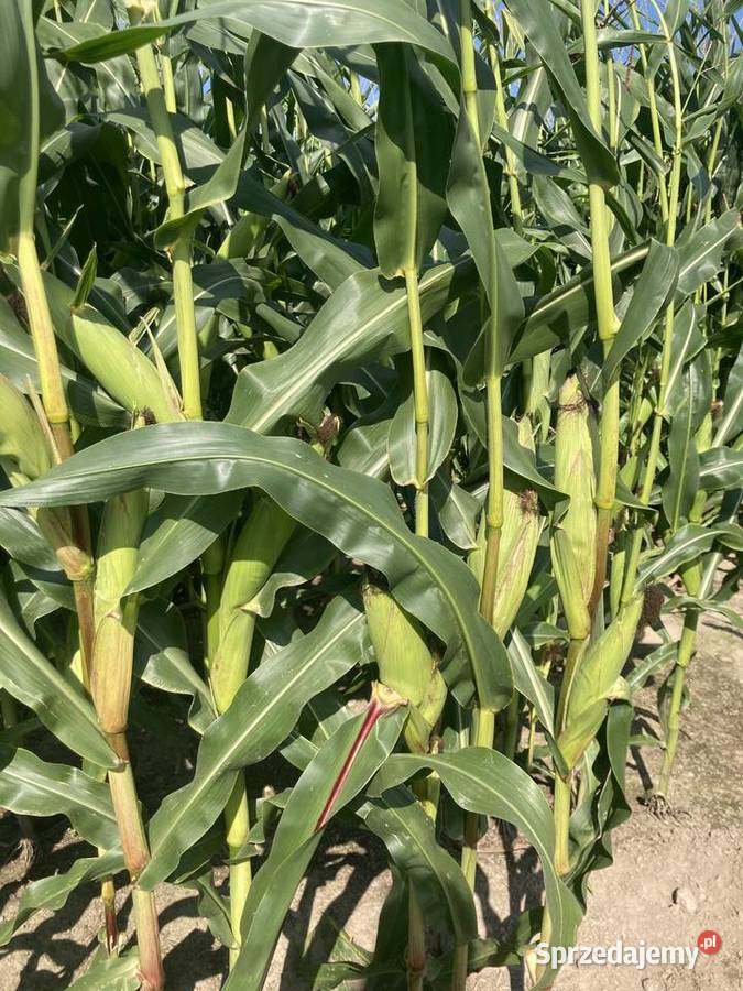 Kukurydza na kiszonkę ponad 3m kukurydza na pniu Krzywonoś
