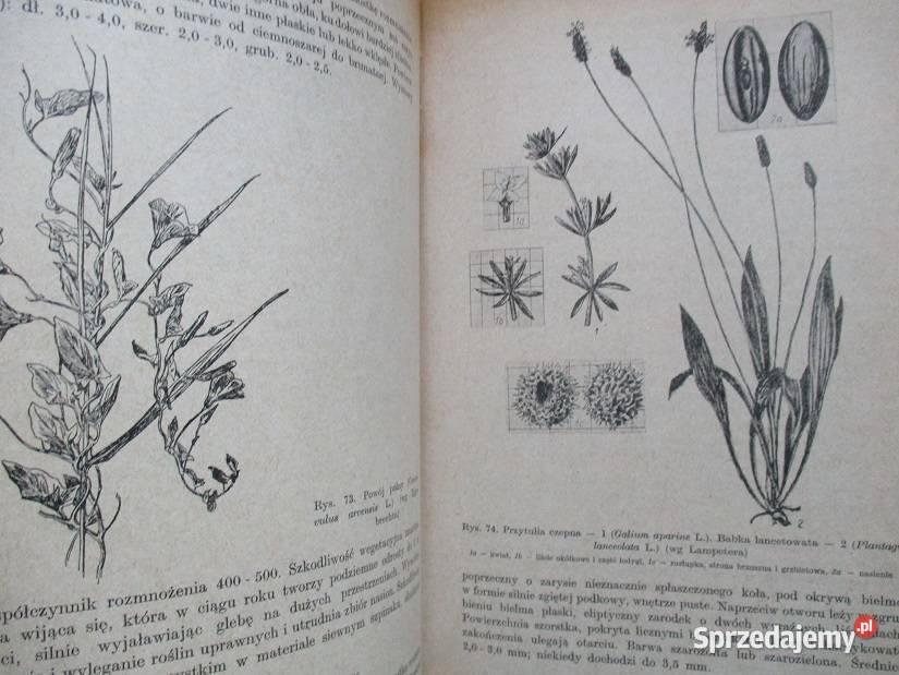 Biologia nasion i nasiennictwo Rosliny lecznicze