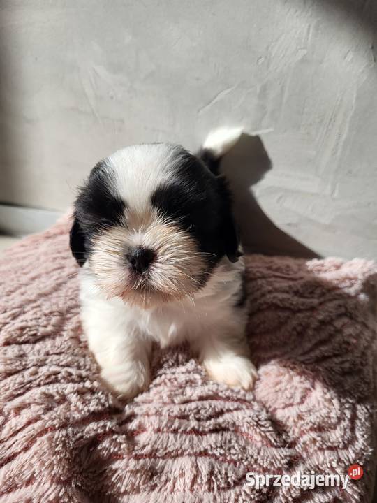 szczeniaczki shih tzu już do odbioru Elbląg