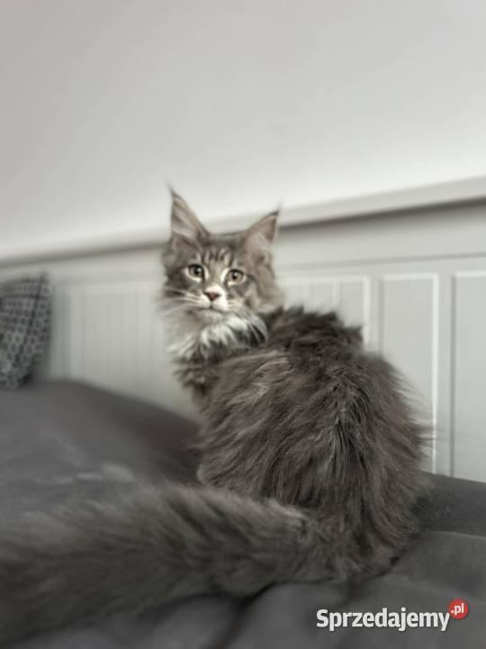 Kotki Maine coon Siewierz sprzedam