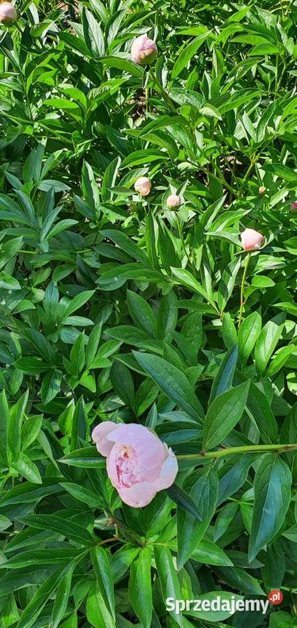 Piwonia peonia różne kolory hurt detal Warszawa