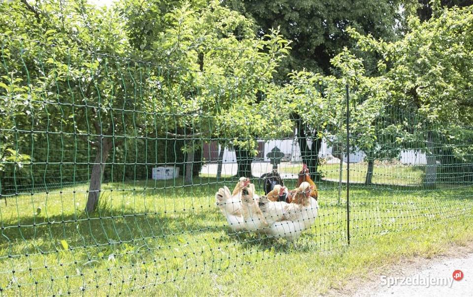 Siatka ogrodzenie kurczaków gęsi kaczek płot Kielce
