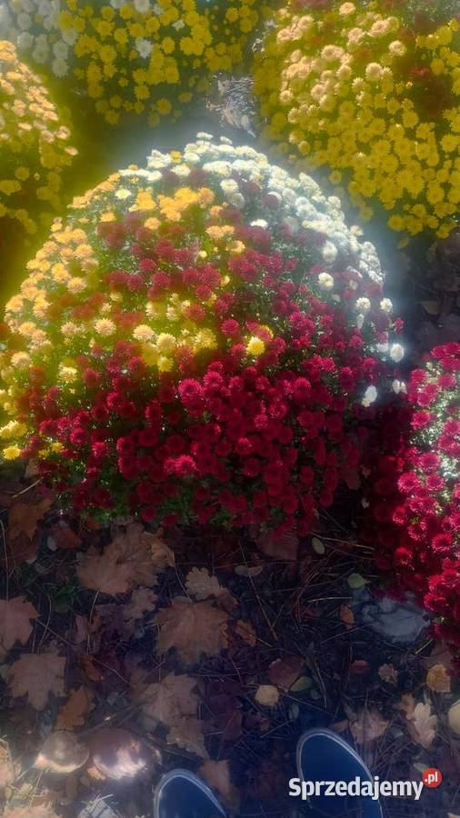 Hryzantemy drobnokwiatowe śląskie