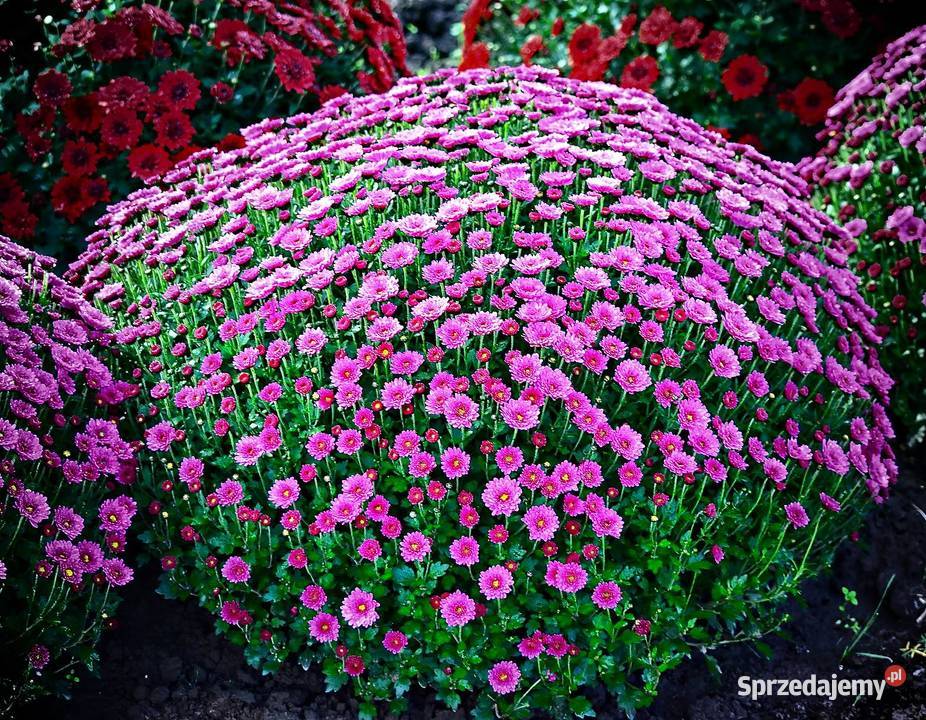 Chryzantema doniczkowa PRODUCENT hurt CZSK Kraków sprzedam