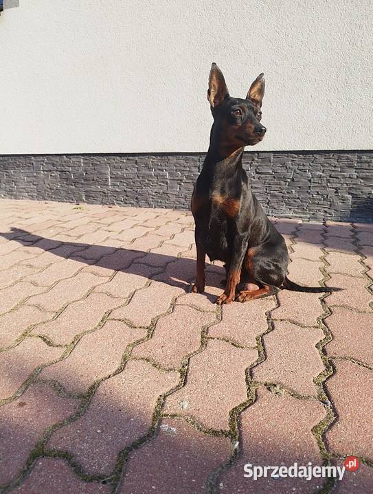 Pinczer miniaturowy Stary Dzików