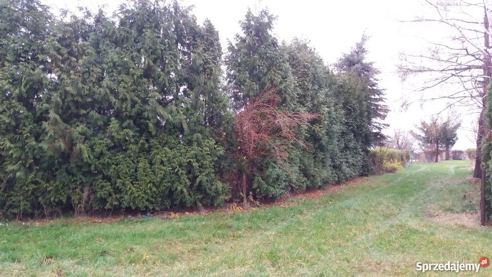 Działka rekreacyjna Gniezno wielkopolskie