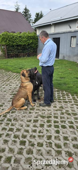 Cane corso szczeniaki Juliopol