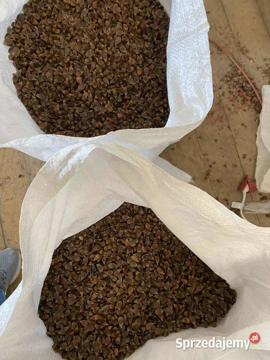Sprzedam bukiew i żołędzie nasiona buku i dębu Rzeszów