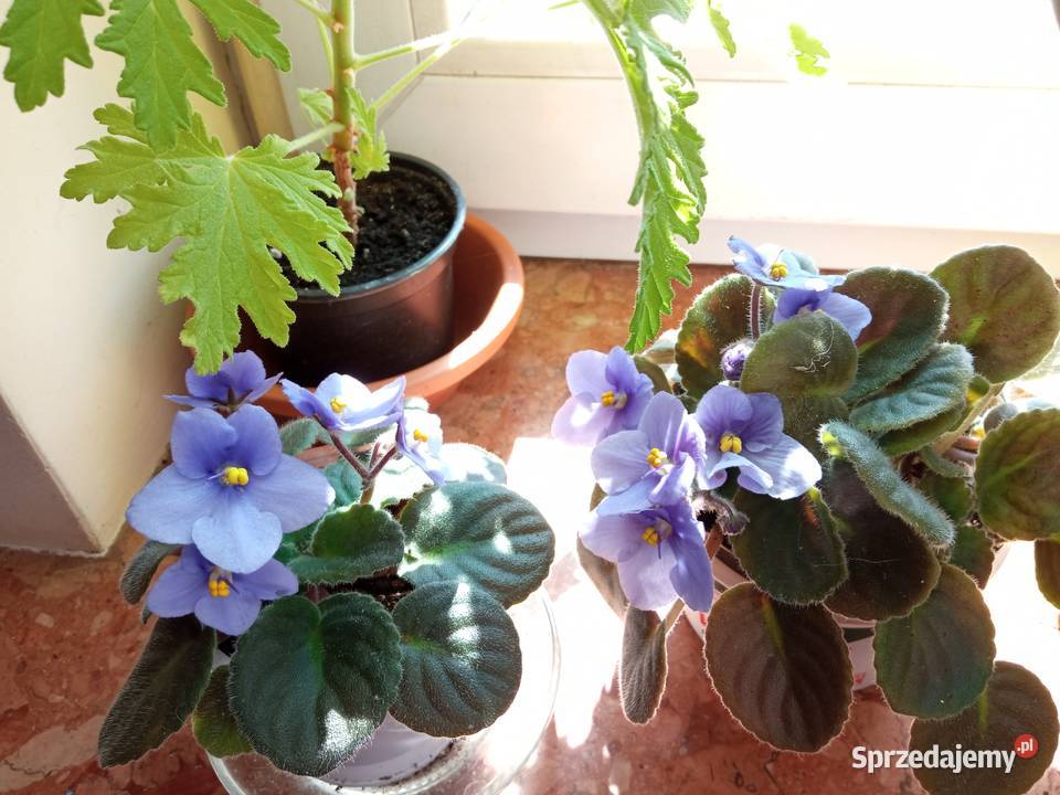 Skrętniki piękne kwiaty Białystok