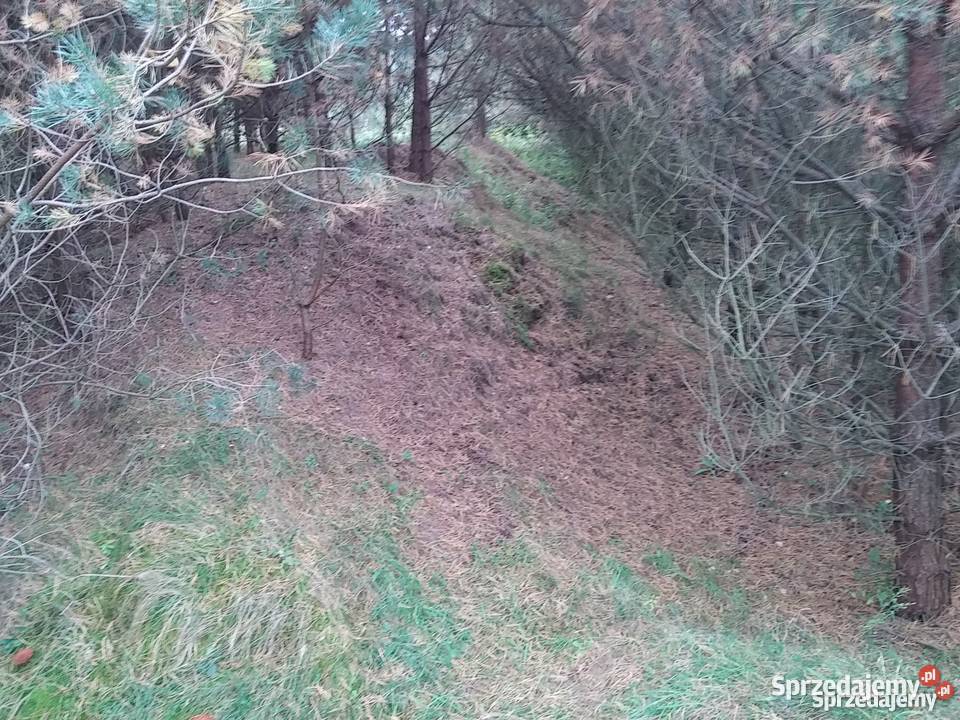 Działka k Kołobrzegu 248ha Sprzedaż Dzierżawa Nieruchomości Błotnica sprzedam