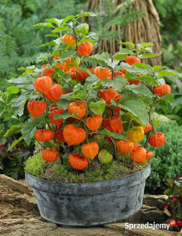 MIECHUNKA ROZDĘTA GNOME sadzonki w doniczkach Ustronie