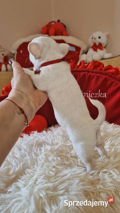 Chihuahua przepiękna dziewczynka zachodniopomorskie Złocieniec sprzedam