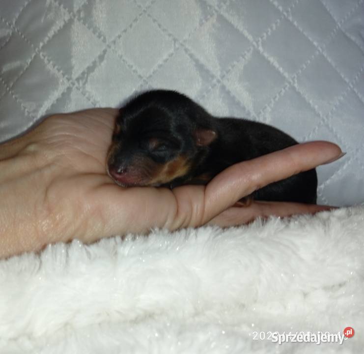 Yorkshire terrier miniaturka chłopczyk do śląskie Godów sprzedam
