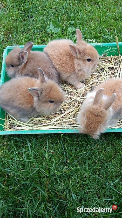 Króliki miniaturki Olchowa