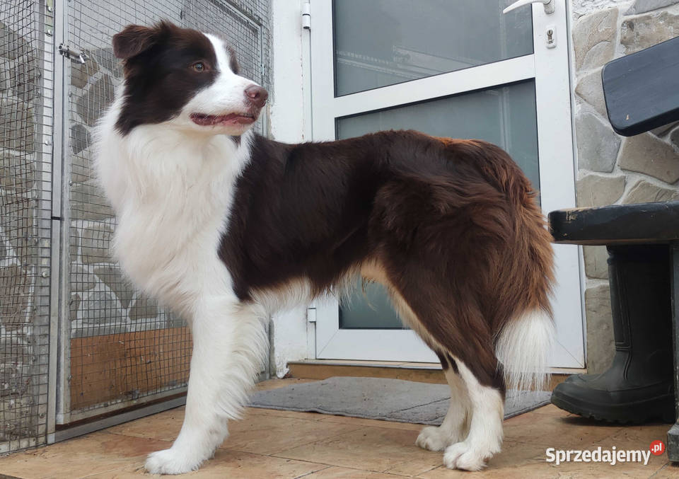 Piękny Biszkopt Border Collie Rasowy piez z Pozostałe