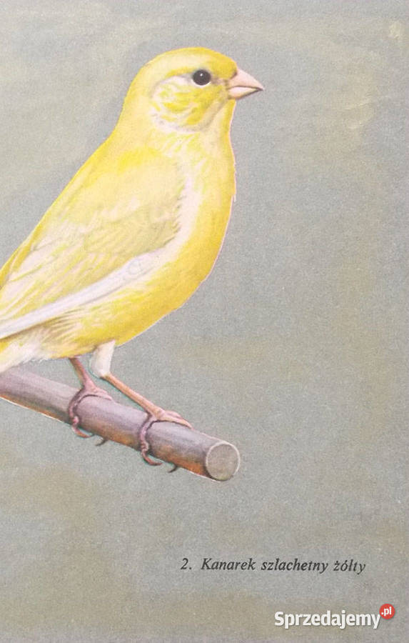 kanarek plakat vintage plakat ptaszek obrazek Dekoracje i ozdoby Olsztyn