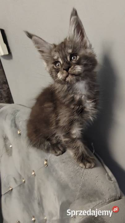 Rezerwacja Maine Coon Kcynia