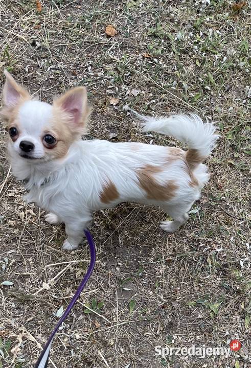 Piesek śnieżnobiały chihuahua ZKwP Wrocław