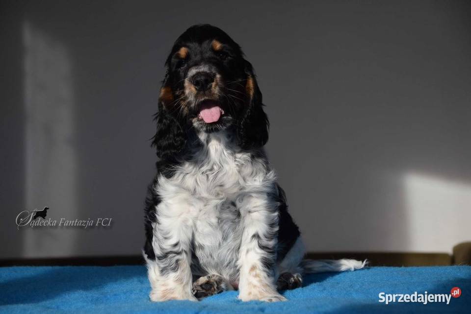 Cocker Spaniel Angielski Burbon
