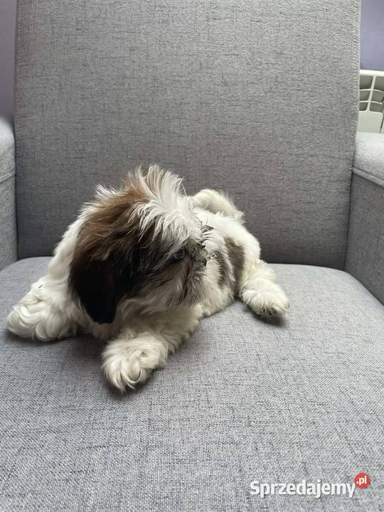 Shih tzu Zwierzęta