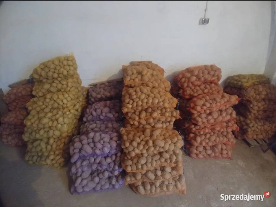 Ziemniaki jadalne odmiany JUREK QUEEN ANNE LILLY