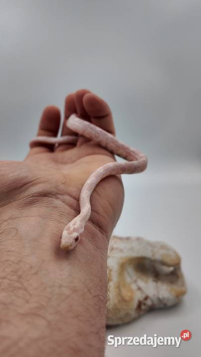 Samiec zbożówki snów het hypo warmińsko-mazurskie Olsztyn