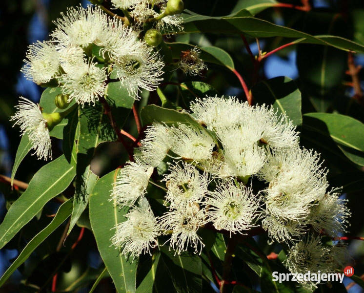 EUKALIPTUS CYTRYNOWY Eucalyptus citriodora kujawsko-pomorskie Lubanie sprzedam
