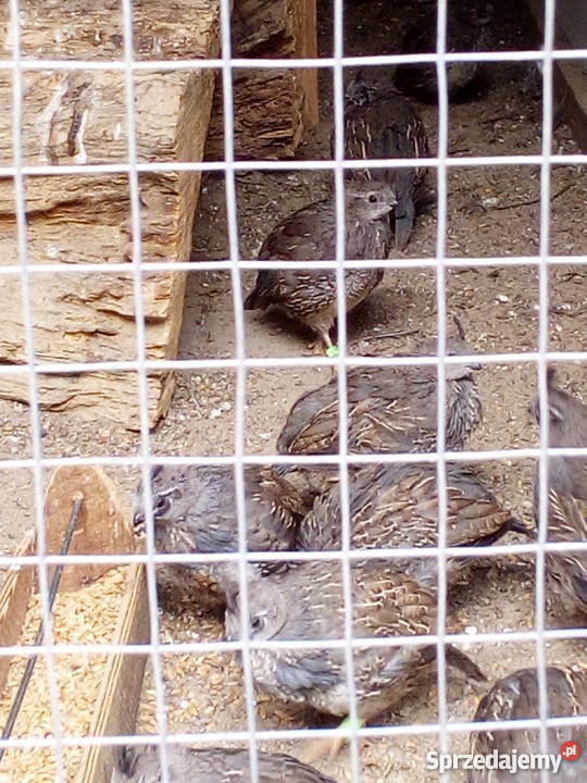 Przepiór kalifornijski