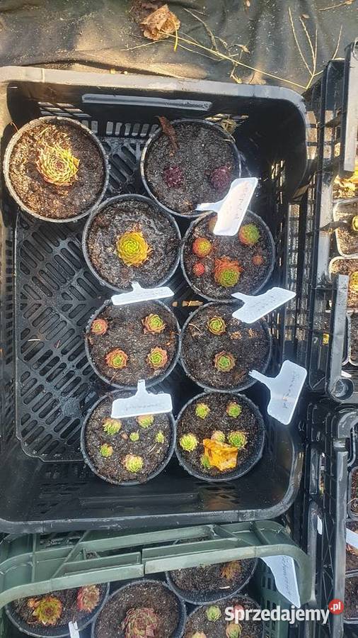 Rojniki Ogród Łódź