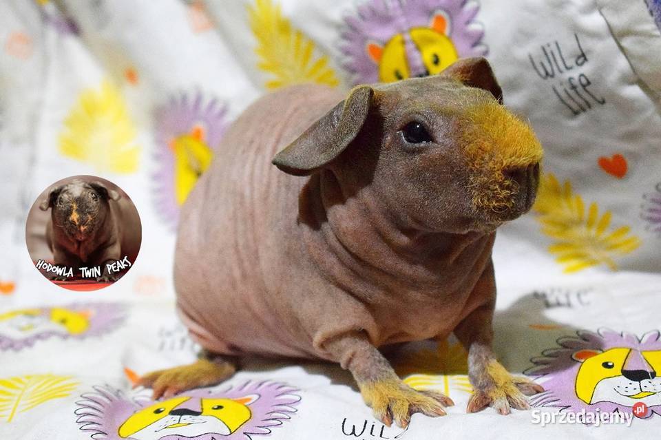 Świnka morska świnka skinny Rasowa rodowód dolnośląskie Świdnica