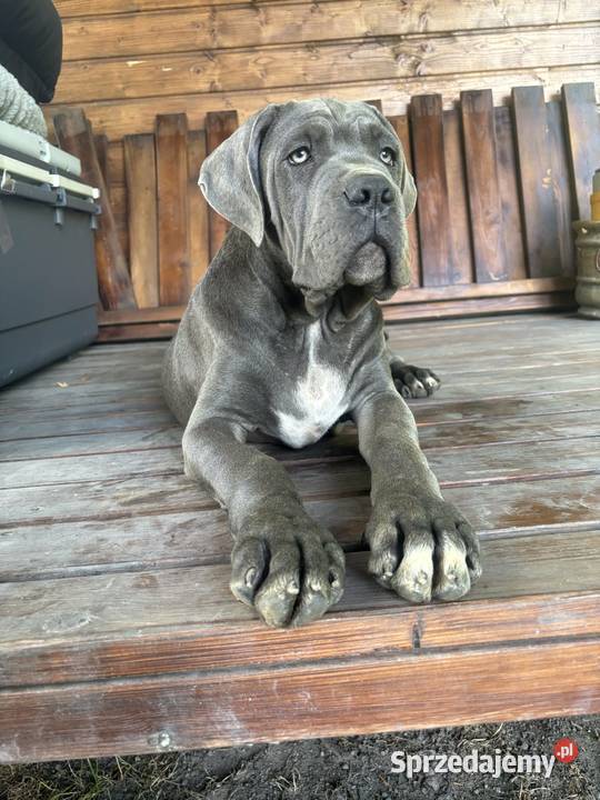Szczeniaki Cane Corso ZKwP FCI Gończyce