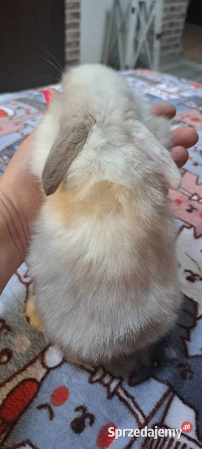 Króliczki mini lop Miejska Górka