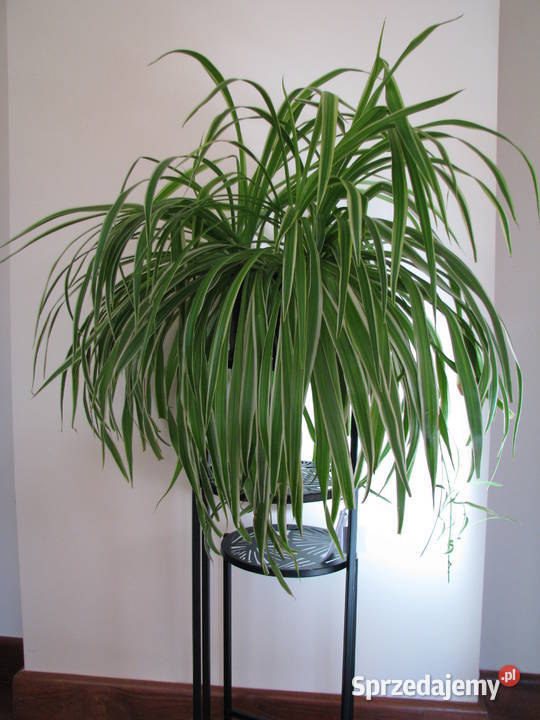 Zielistka Sternberga piękny zdrowy duży kwiat Brzegi