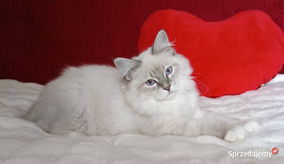 Koty Syberyjskie Neva Masquerade NEMO Syberyjski Kwilcz