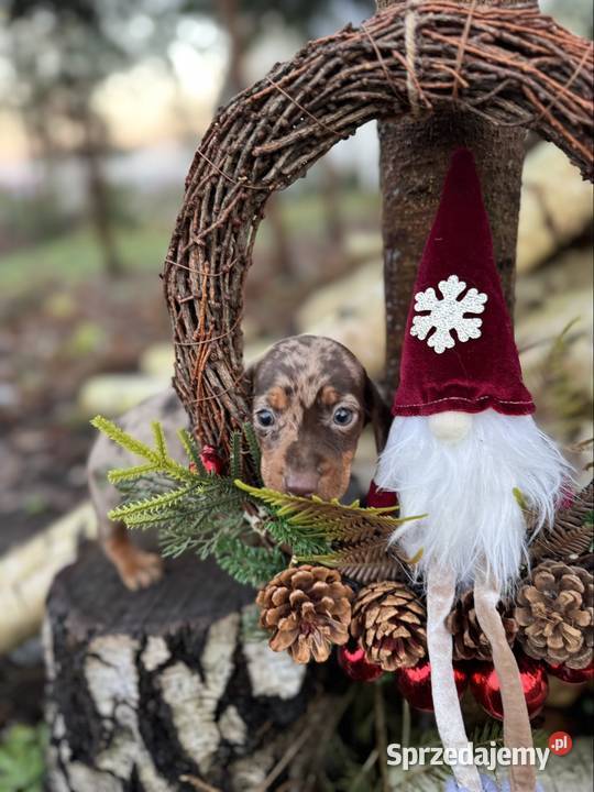 Wyjątkowa Sunia Jamnik miniaturowy Choco merle z Katowice