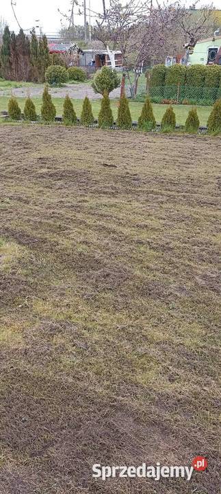 Wertykulacja trawników sprzedam