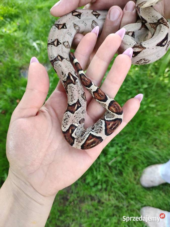 Boa constrictor imperator PASTEL poss het albino Gady i płazy Gady i płazy sprzedam