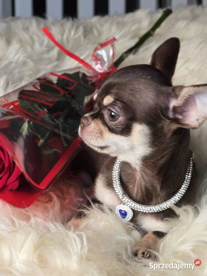 Chihuahua Czekoladowy Simba Xxs Bielsko-Biała