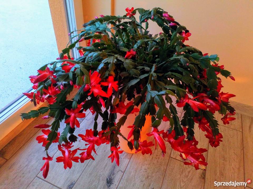 Grudnik Zygokaktus Szlumbergera Pozostałe Czarny Młyn sprzedam