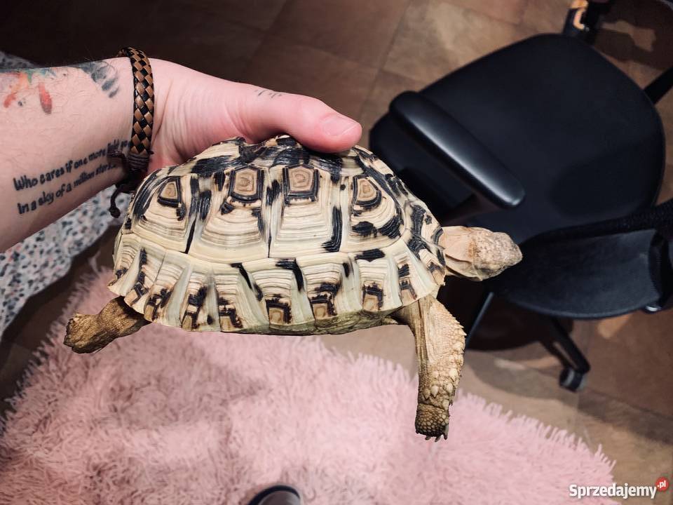 Żółw lądowy Lamparci Młody Szuka domu pomożesz Warszawa